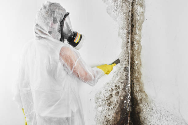 Best Professional Mold Removal  in Cross Lanes, WV