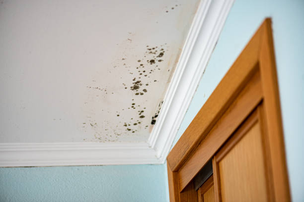 Home Mold Removal in Cross Lanes, WV