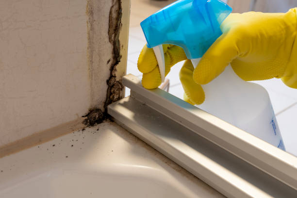 Best Mold Removal Company Near Me  in Cross Lanes, WV