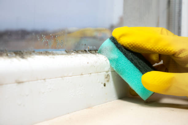 Mold Removal and Inspection in Cross Lanes, WV