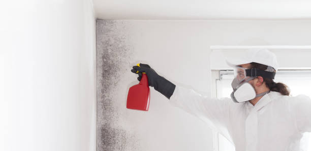 Best Mold Remediation  in Cross Lanes, WV