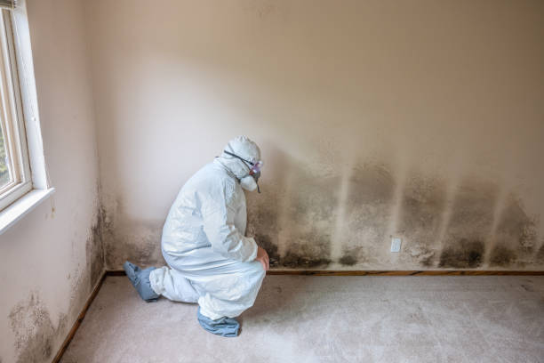 Attic Mold Removal in Cross Lanes, WV