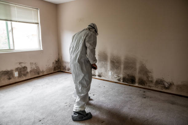 Best Mold Remediation Services  in Cross Lanes, WV