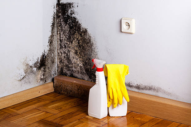 Best Certified Mold Removal  in Cross Lanes, WV