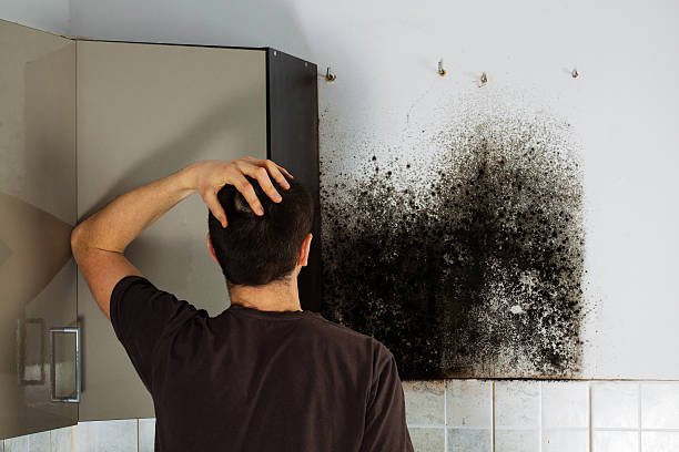 Best Toxic Mold Removal  in Cross Lanes, WV